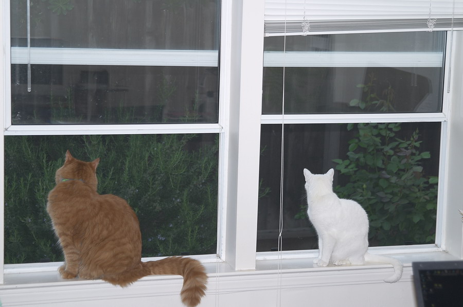 CANON2004.04.04-0022.jpg - Tucker (L) and Athena (R) enjoy staring out the window.