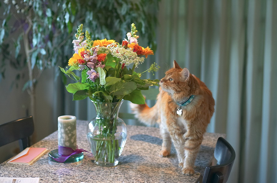 CANON2005.08.01-0009.jpg - Tucker takes time to smell the flowers.