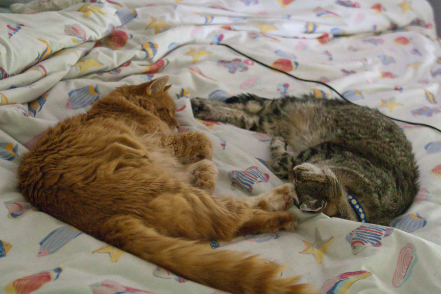 CANON_2010.08.15-0012.jpg - Tucker and Kim snuggle close to each other on the bed.