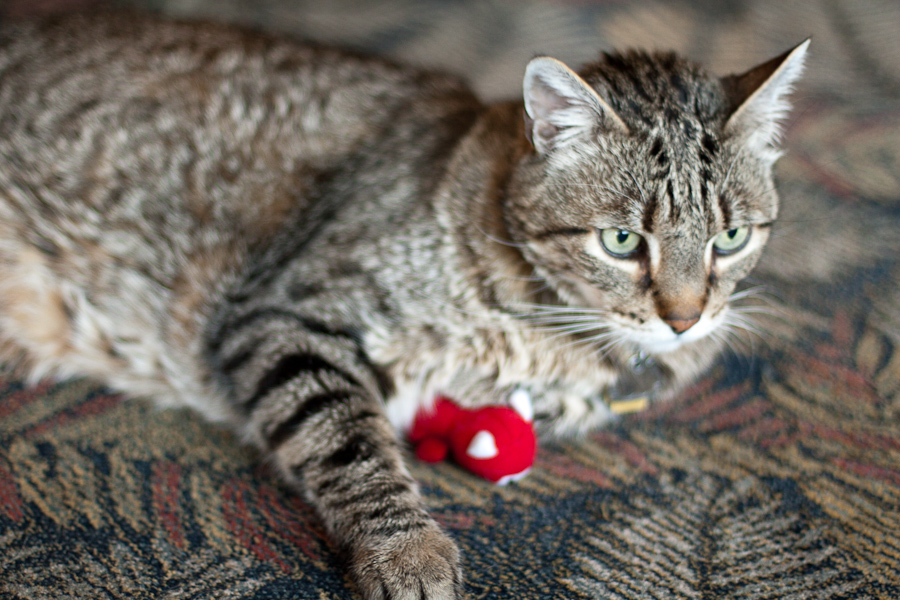 CANON_2010.08.23-0014.jpg - Kim guards his little toy.