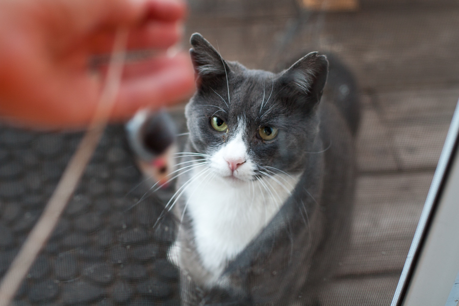 CANON_2010.08.23-0018.jpg - Pink stares intently at the mousey toy.