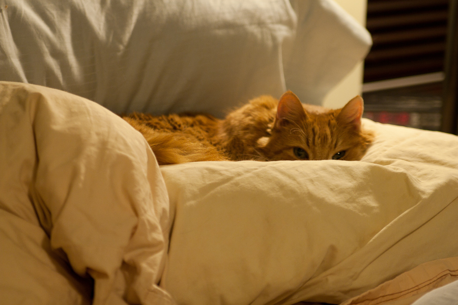 CANON_2010.09.11-0014.jpg - Tucker is happy in his pillow nest.