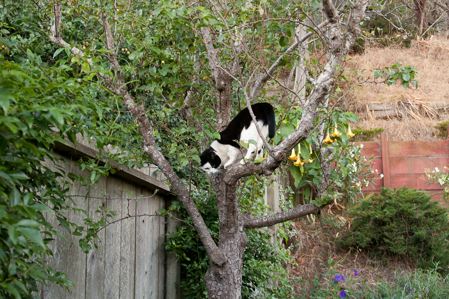 CANON_2010.09.23-0001.jpg - Our new arborist has decided this tree is fit for climbing.