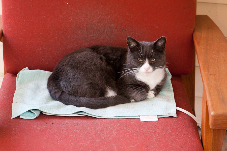 CANON_2011.01.06-0003.jpg - Pinkerton on his heating pad.