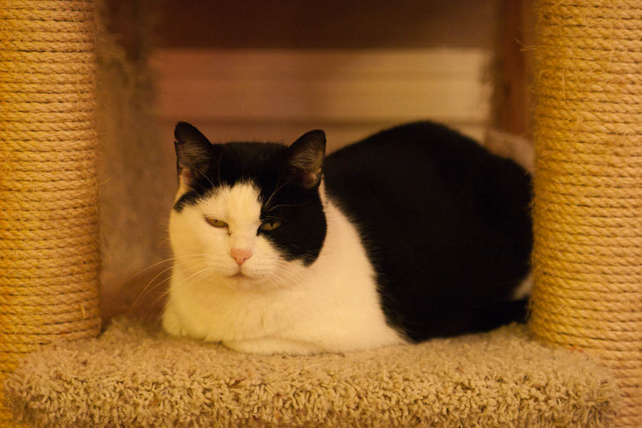 CANON_2011.01.10-0003.jpg - Missy Momma relaxes on the cat tree.