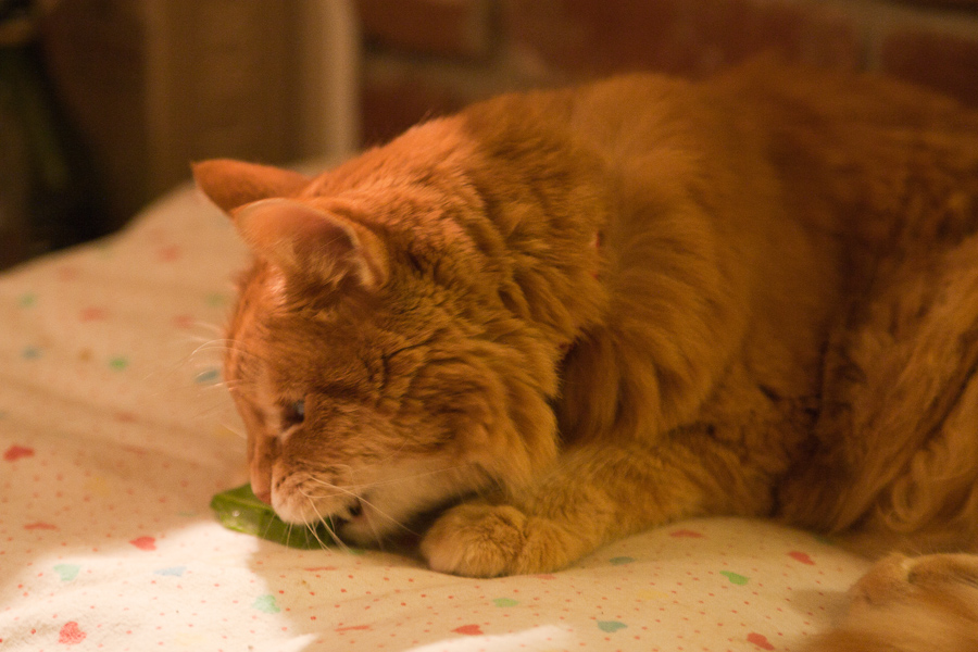 CANON_2011.01.10-0005.jpg - Tucker enjoys his salad.