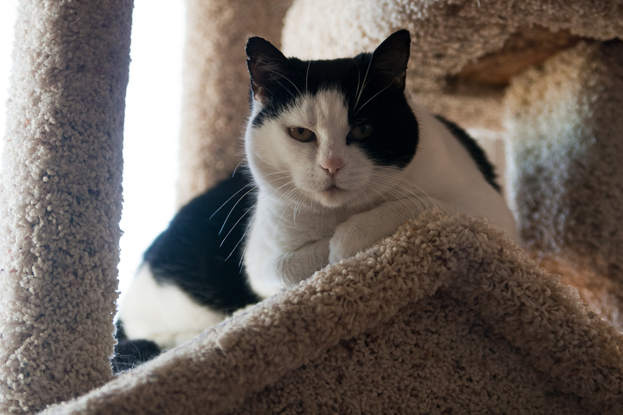 CANON_2011.02.08-0004.jpg - Missy Momma on top of the cat tree house.