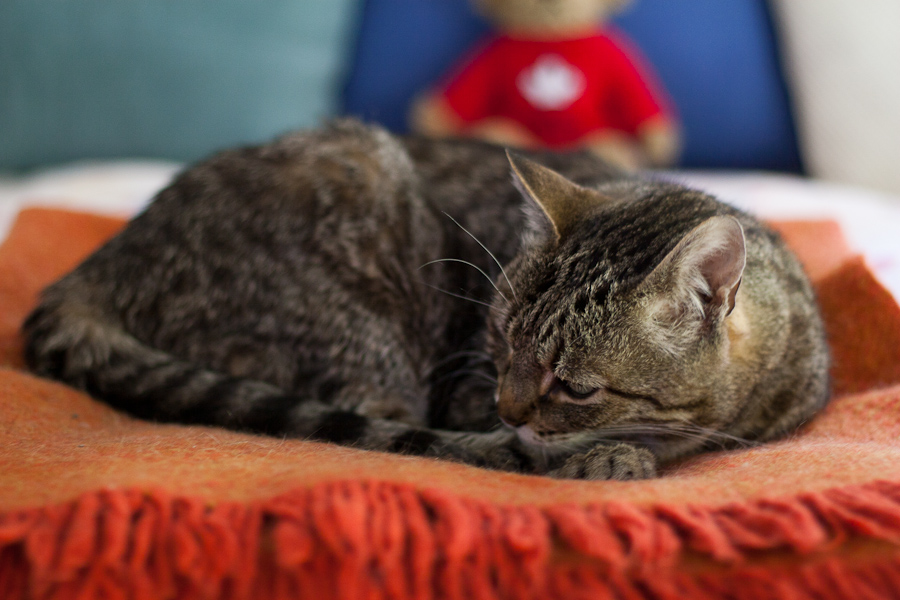 CANON_2011.07.24-0001.jpg - Kimburu snoozing on his red blanky.