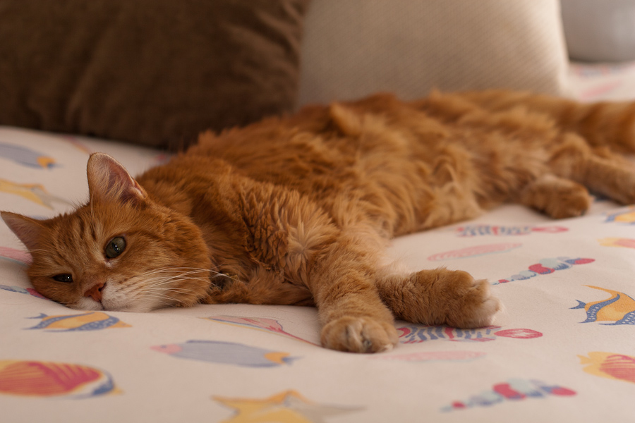 CANON_2011.08.16-0009.jpg - Bumble cools off on the bed after sunning himself.