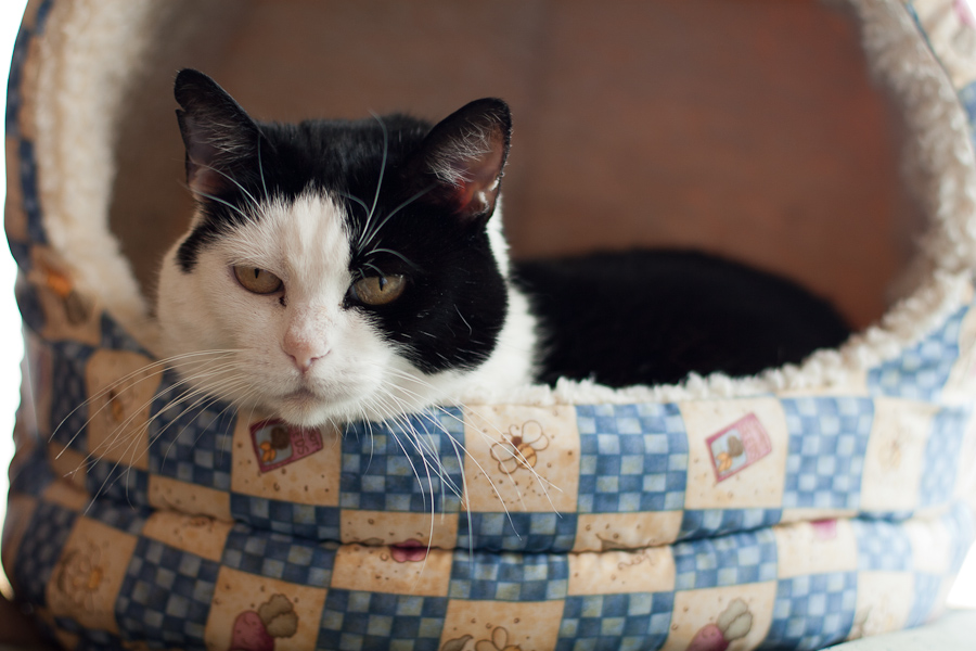 CANON_2011.12.08-0011.jpg - Momma Cat loves a warm bed on a cold morning.