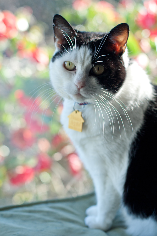 CANON_2012.02.24-0013.jpg - Missy Momma in the morning sun.