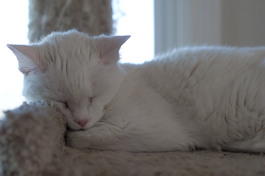 CANON_2012.03.06-0003.jpg - Athena naps on the cat tree.