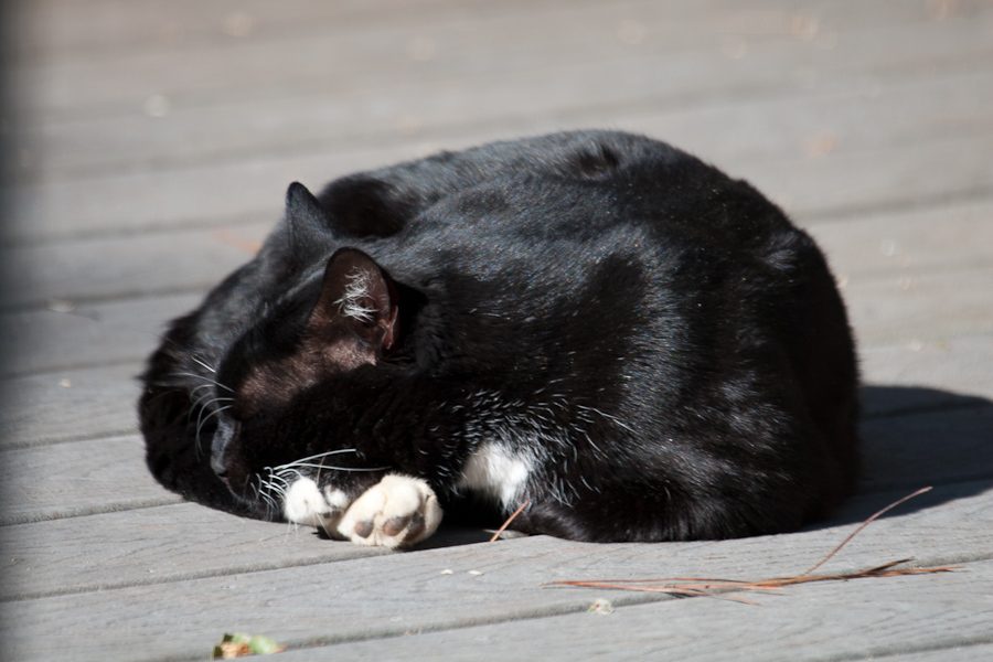 CANON_2012.03.09-0002.jpg - This is a black tom who comes around from time to time.