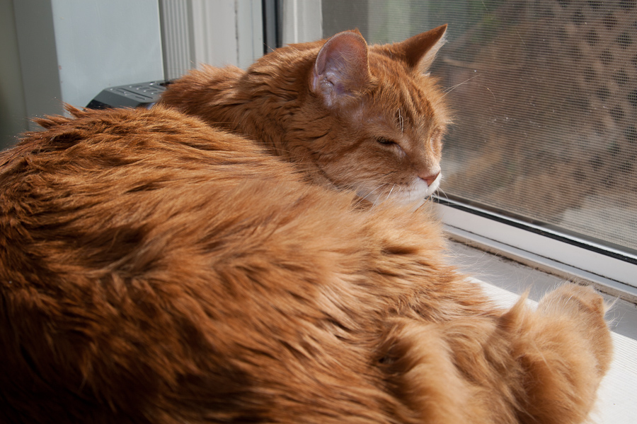 CANON_2012.03.09-0011.jpg - Tucker enjoys the sun streaming in the bedroom window.