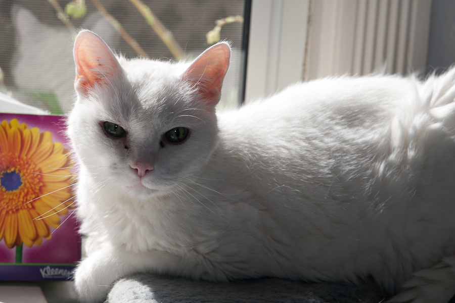 CANON_2012.05.30-0005.jpg - Athena enjoying some sunshine