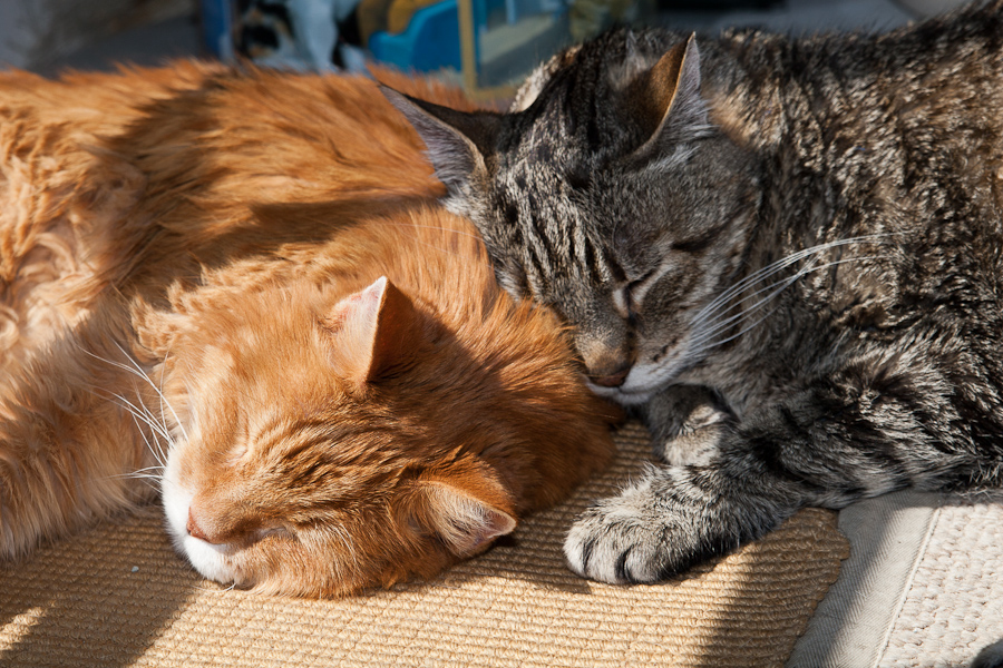 CANON_2012.07.11-0006.jpg - Tucker and Kim snuggle in the sun.