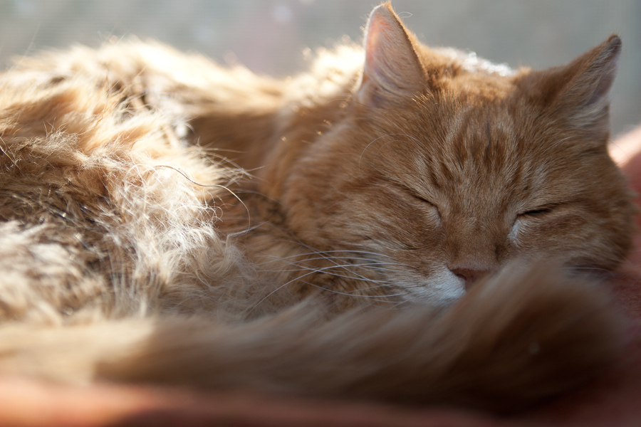 CANON_2012.12.27-0007.jpg - Tucker enjoys sleeping in the sun.