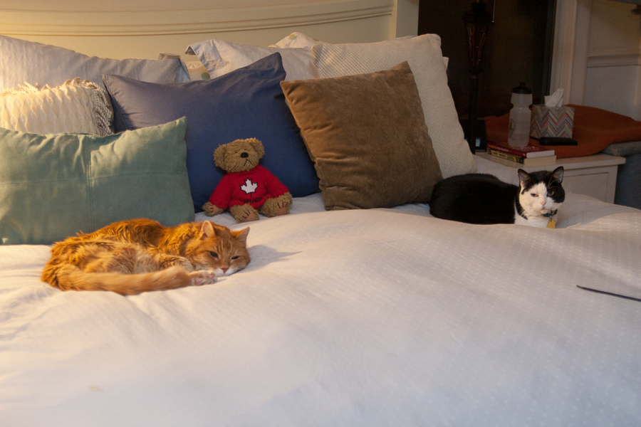 CANON_2013.01.12-0003.jpg - Missy Momma and Tucker share the bed.