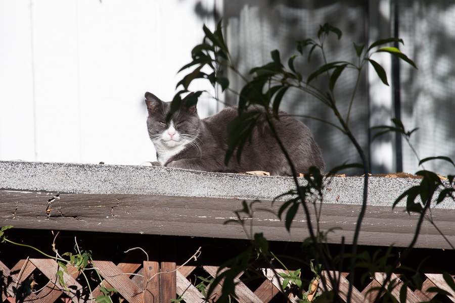 CANON_2013.11.04-0003.jpg - Pink warming up on a sunny perch.