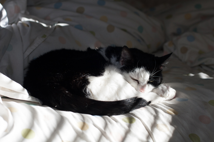 CANON_2013.12.20-0007.jpg - Missy Momma in the sun on the bed.