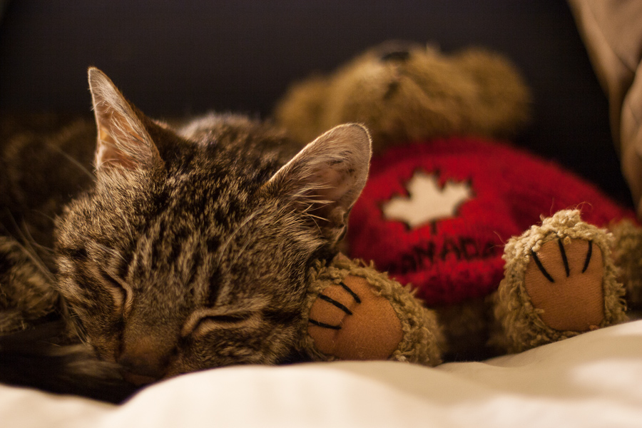 CANON_2014.01.21-0005.jpg - Kim snuggles up to the teddy bear.